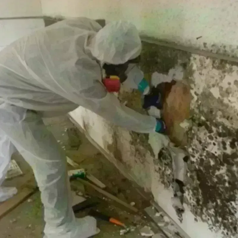 Mold Remediation and Removal in Bluefield, VA